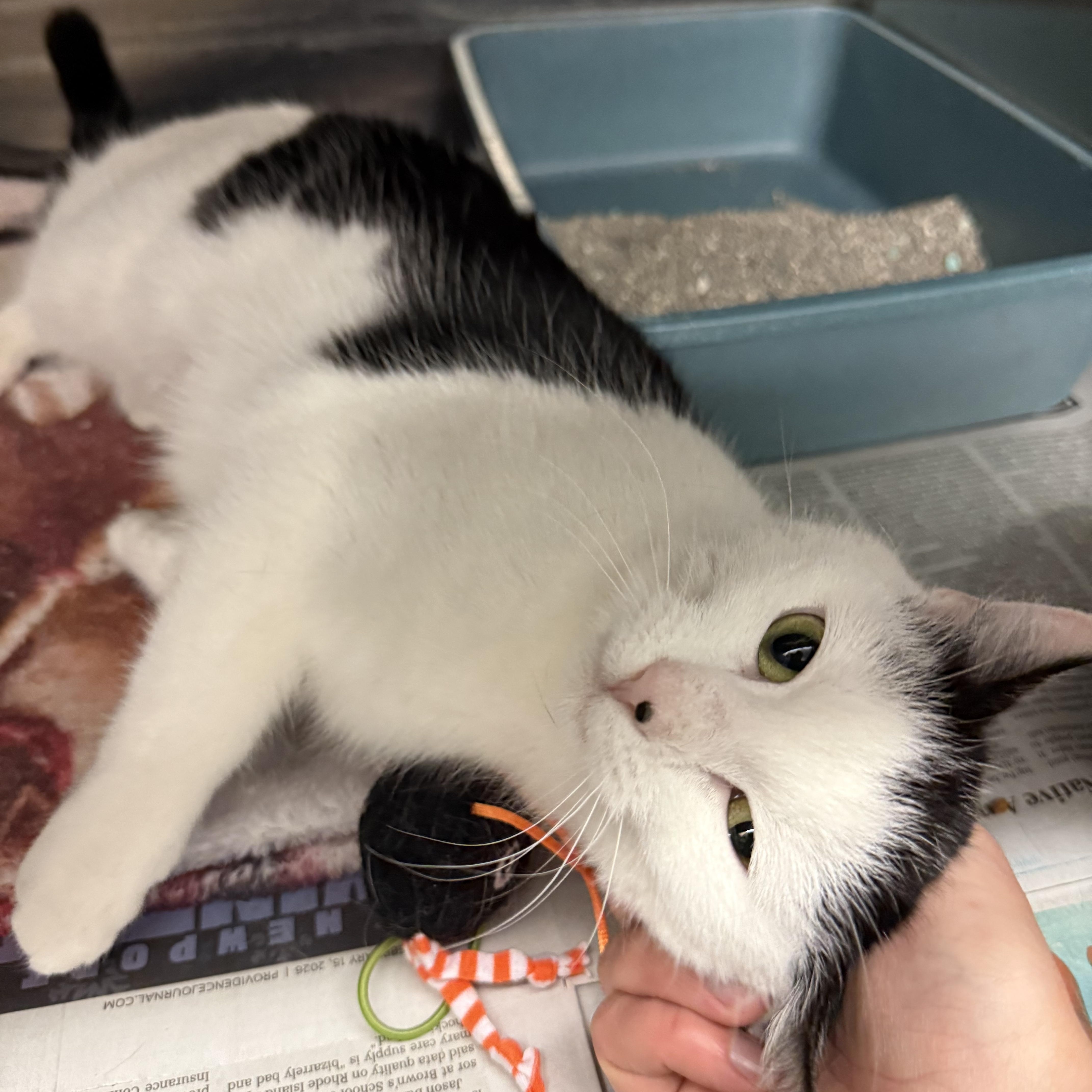 Enlarge Axel, an adopted Domestic Short Hair in Exeter, RI image 2/3