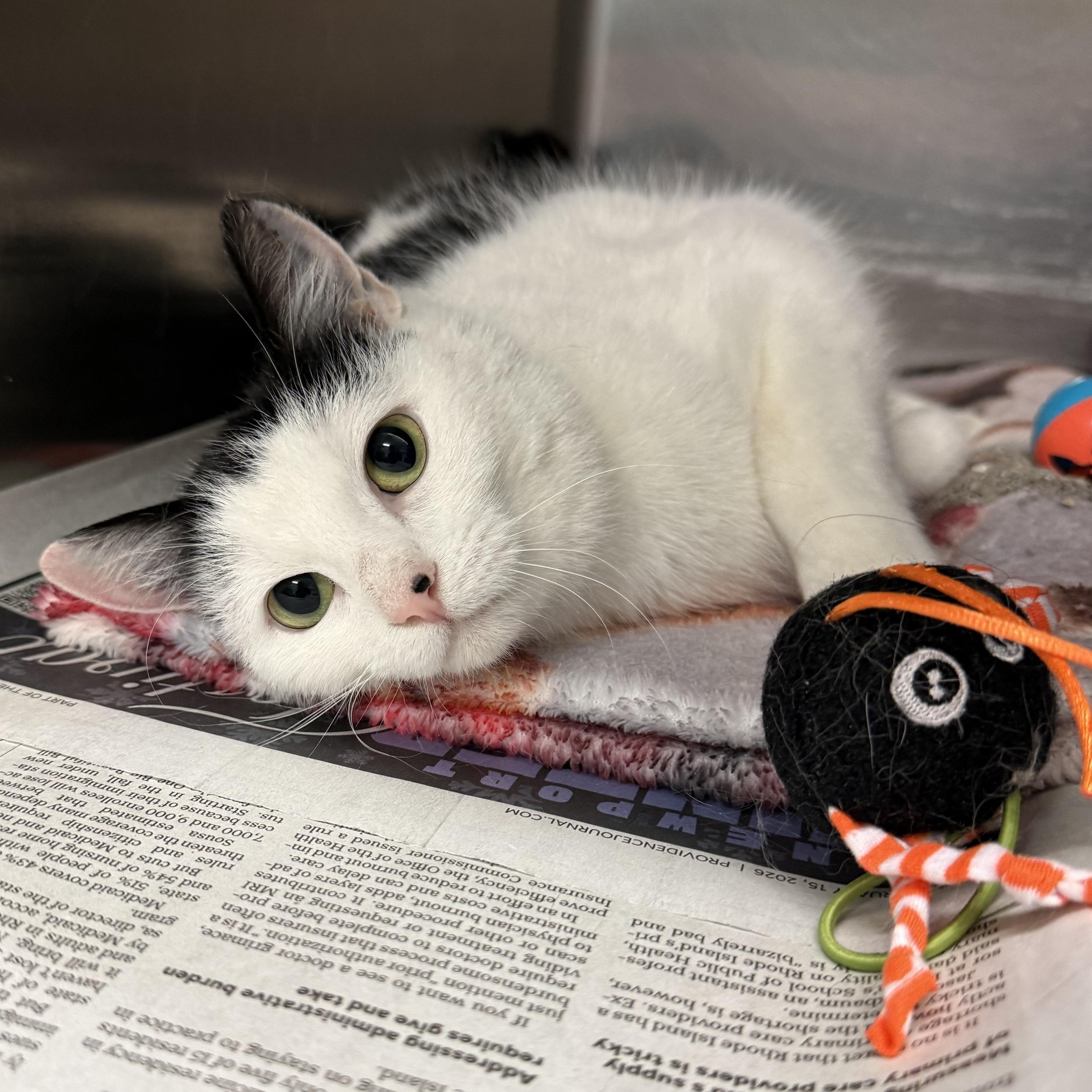 Enlarge Axel, an adopted Domestic Short Hair in Exeter, RI image 1/3