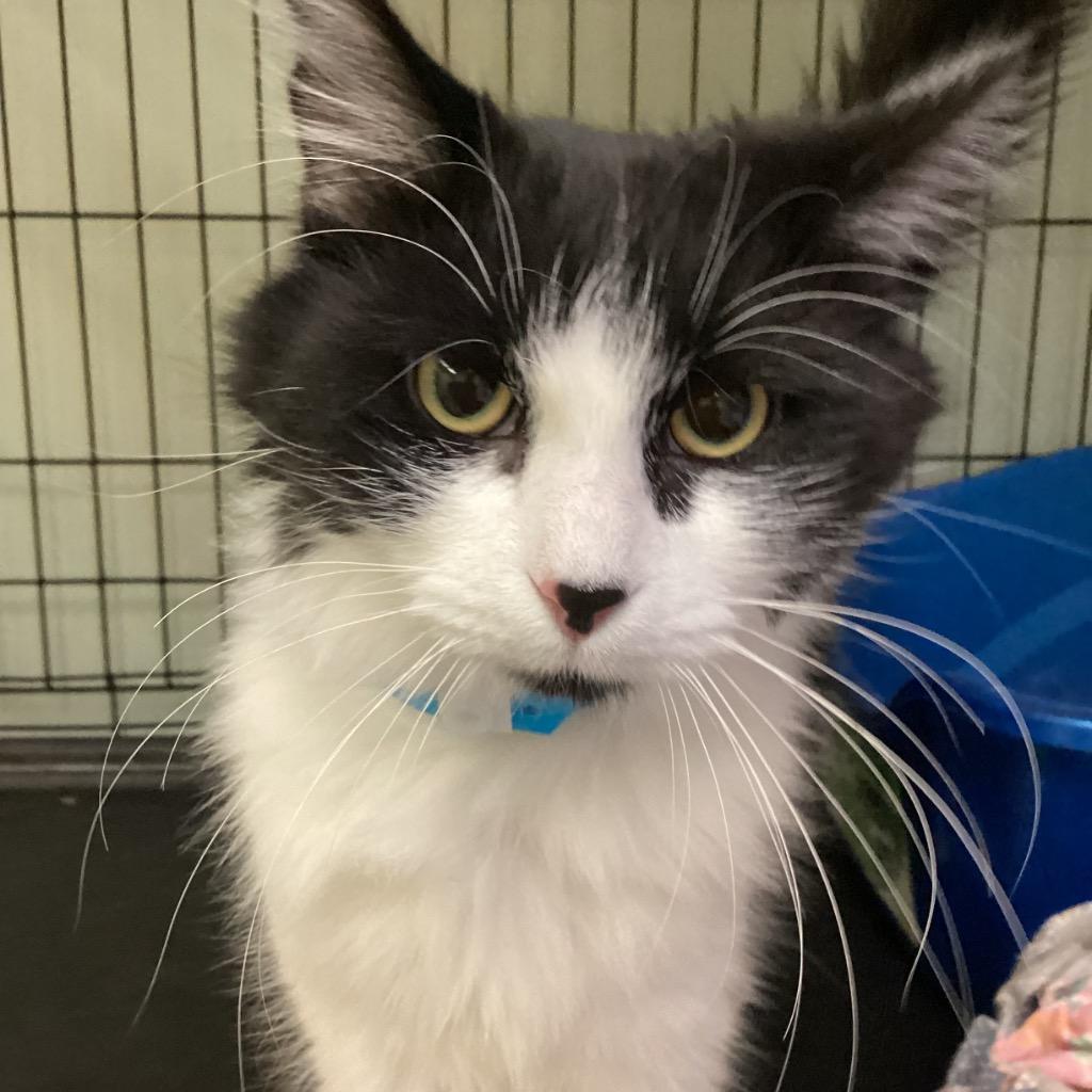 CROTON, Adopted, Young Male Domestic Medium Hair.