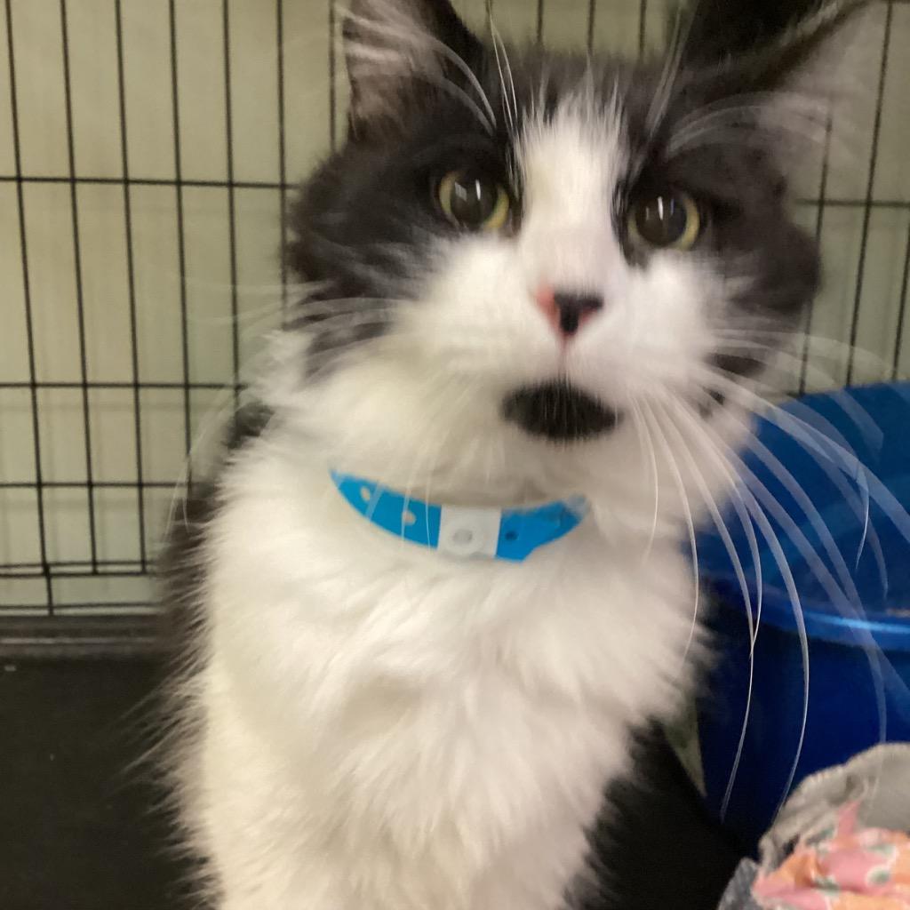 Enlarge CROTON, a Adopted mixed breed in Muskegon, MI image 2/2