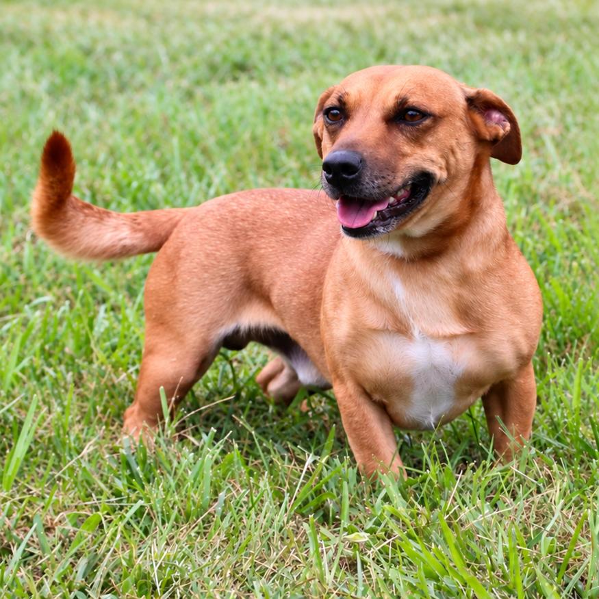 Enlarge Fig, a Adoptable Mixed Breed in Erie, PA image 1/2