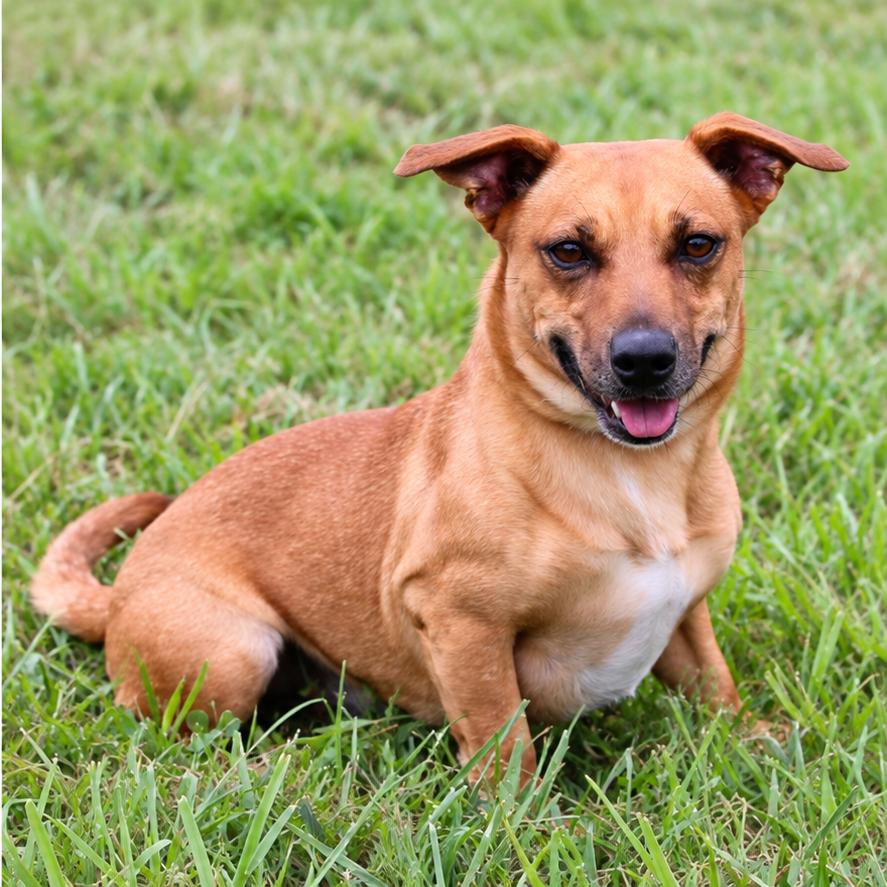 Enlarge Fig, a Adoptable Mixed Breed in Erie, PA image 2/2
