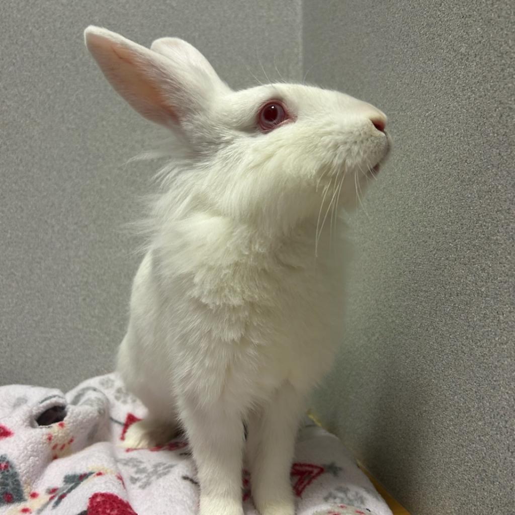 Al, Adoptable, Adult Male Lionhead & Rabbit, DomesticMix.