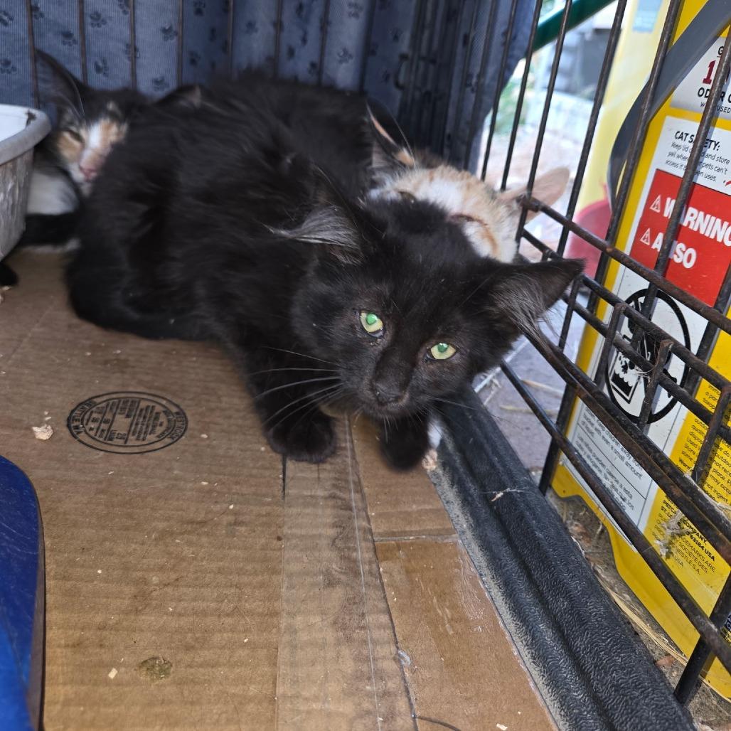 Midnight, Adoptable, Kitten Female Domestic Short Hair.