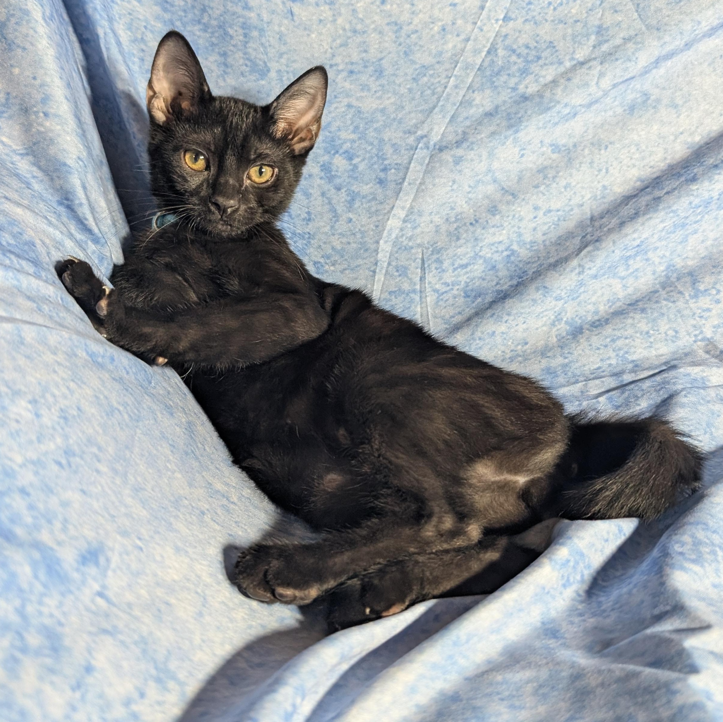 Enlarge Milan (Male Kitten), a Adoptable Domestic Short Hair in San Francisco, CA image 4/6