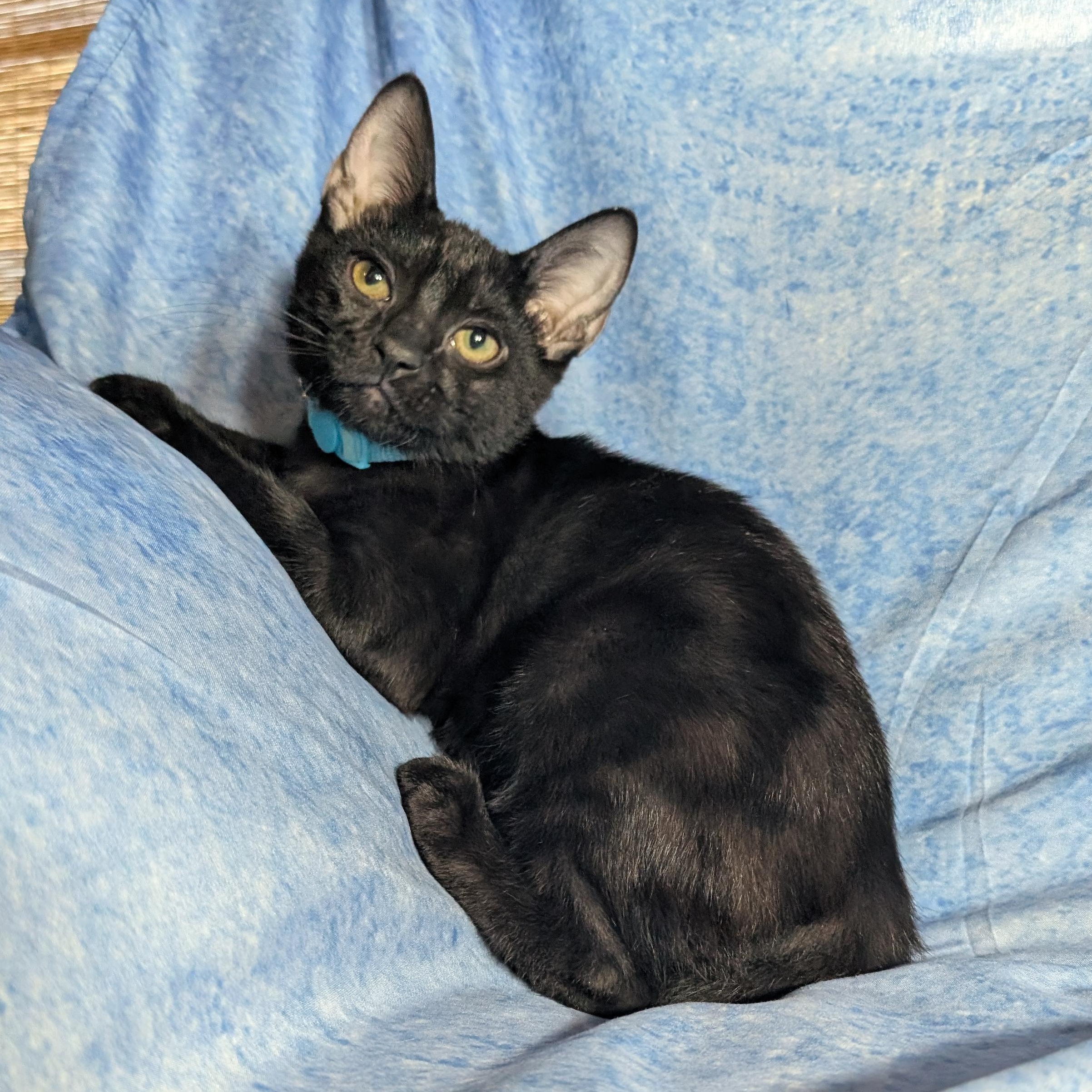 Enlarge Milan (Male Kitten), a Adoptable Domestic Short Hair in San Francisco, CA image 3/6