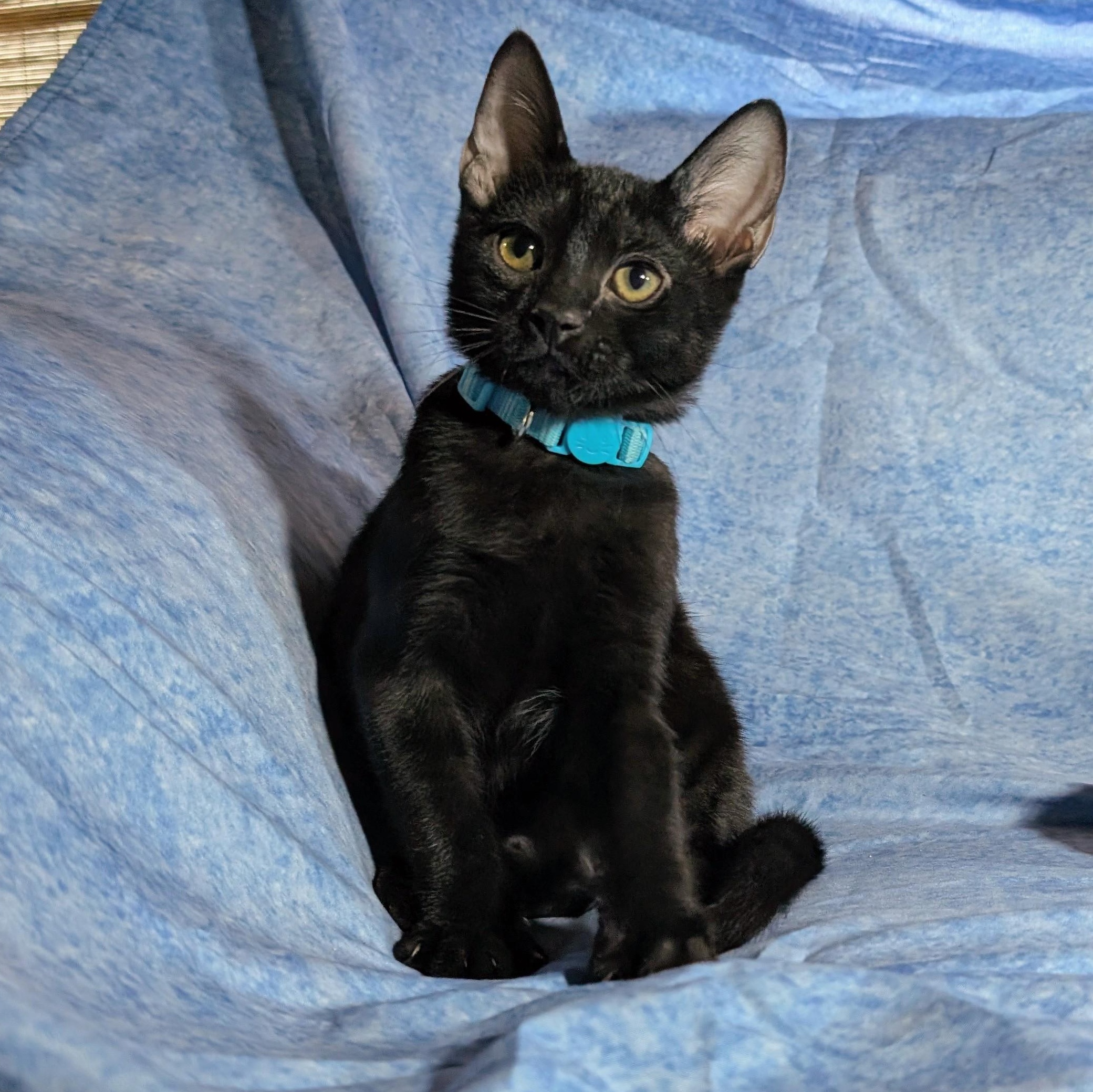 Milan (Male Kitten), Adoptable, Kitten Male Domestic Short Hair.