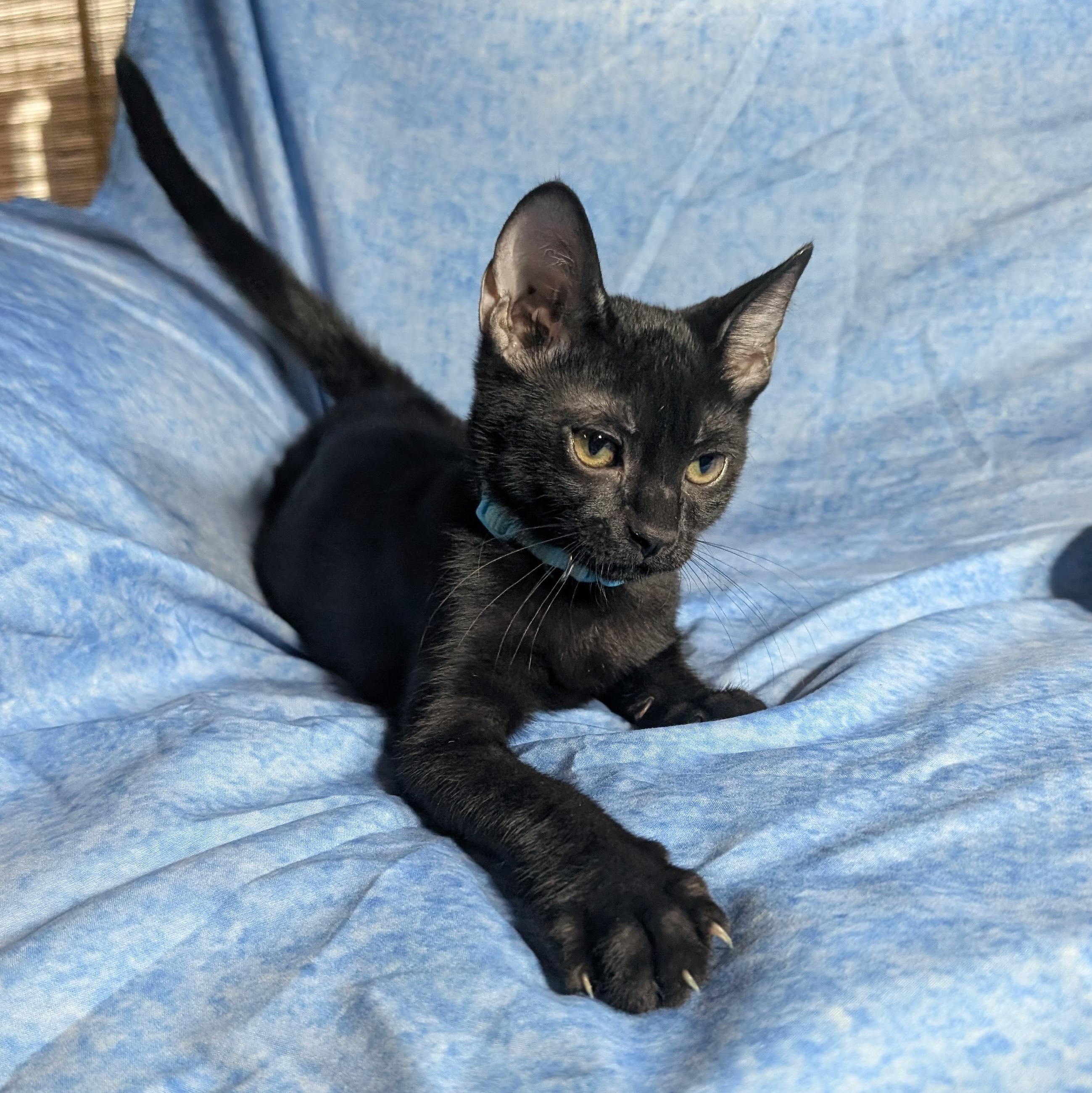 Enlarge Milan (Male Kitten), a Adoptable Domestic Short Hair in San Francisco, CA image 2/6