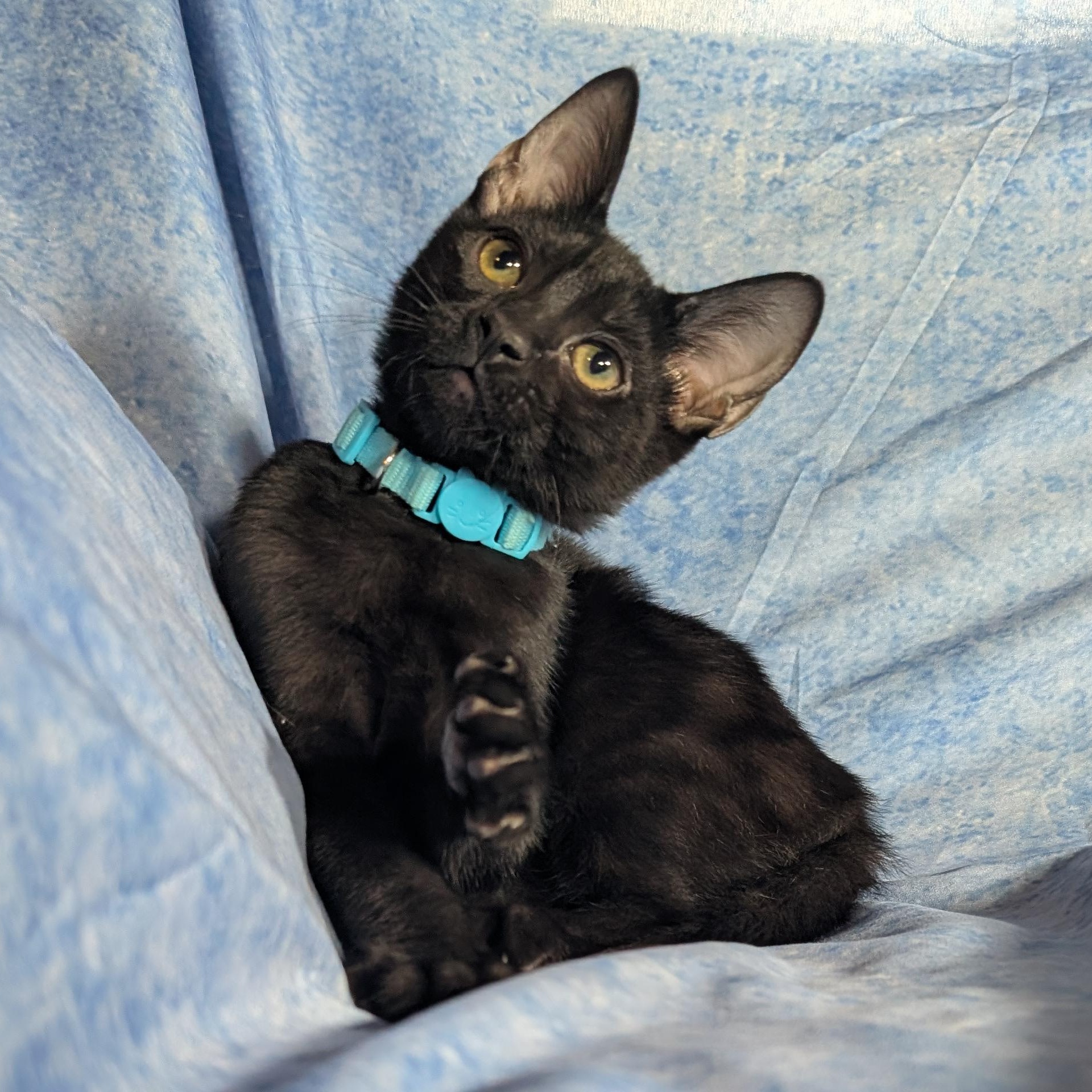 Enlarge Milan (Male Kitten), a Adoptable Domestic Short Hair in San Francisco, CA image 5/6