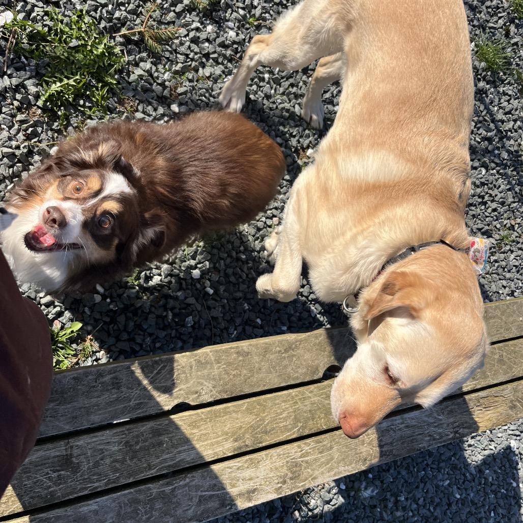 Bella, Adoptable, Senior Female Australian Shepherd.