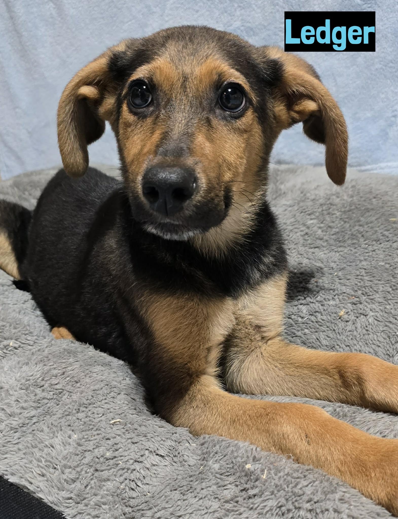 Ledger, ADOPTABLE, Puppy Male German Shepherd Dog.