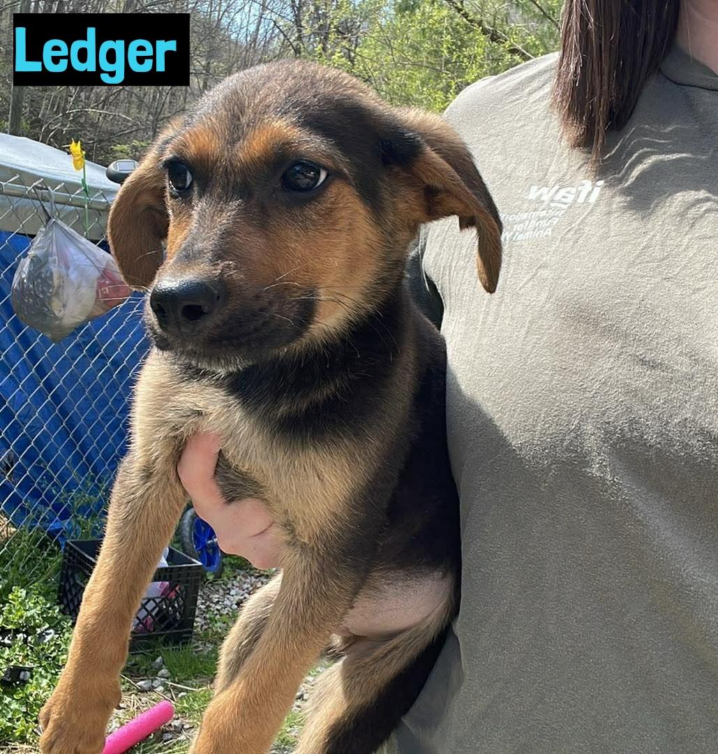 Ledger, ADOPTABLE, Puppy Male German Shepherd Dog.