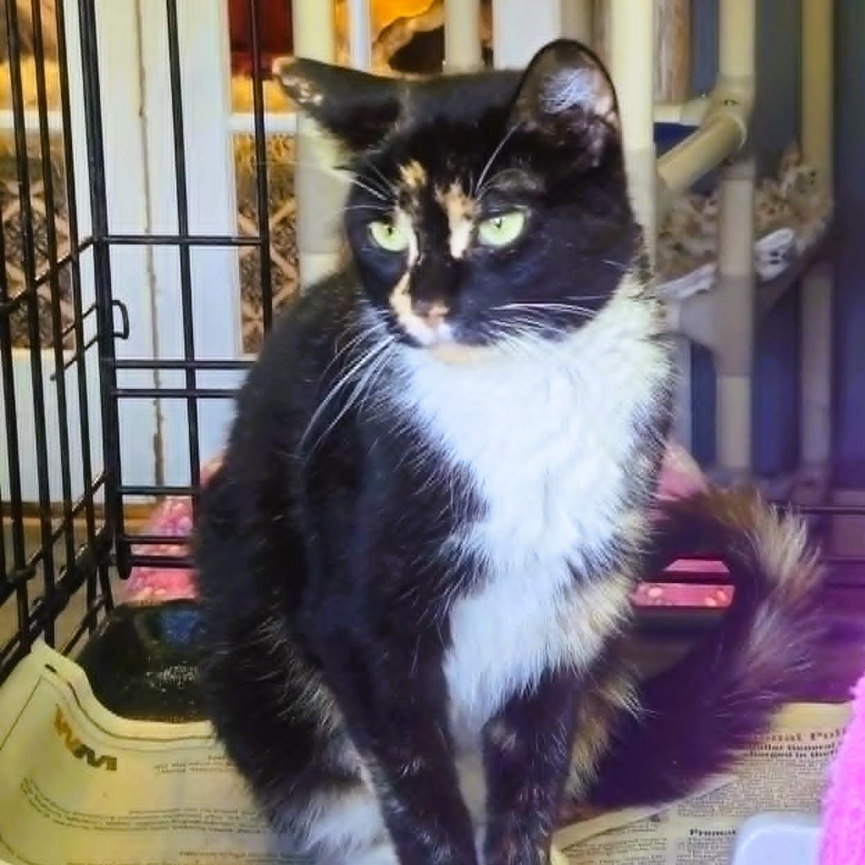 Esme - Calico Beauty, an adopted Dilute Calico in Rochester, NY image 2/2