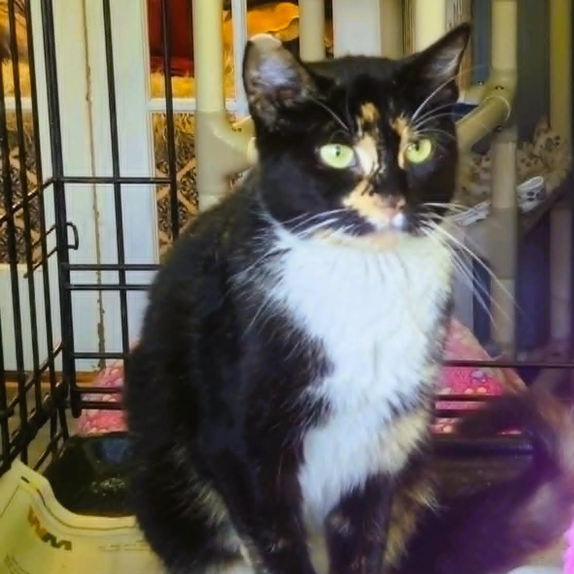 Esme - Calico Beauty, adopted, Young Female Dilute Calico.
