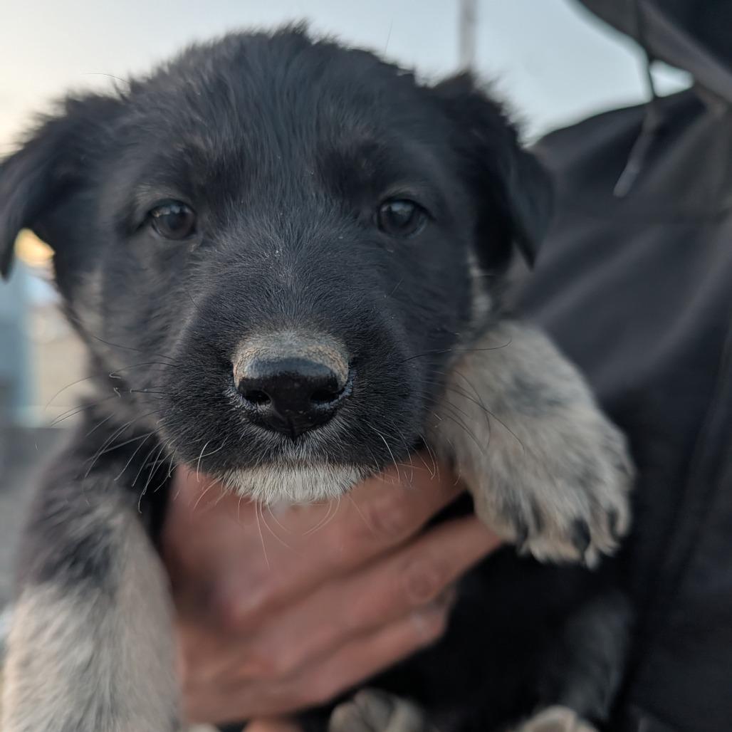 Porterhouse, Adoptable, Puppy Male Mixed Breed.
