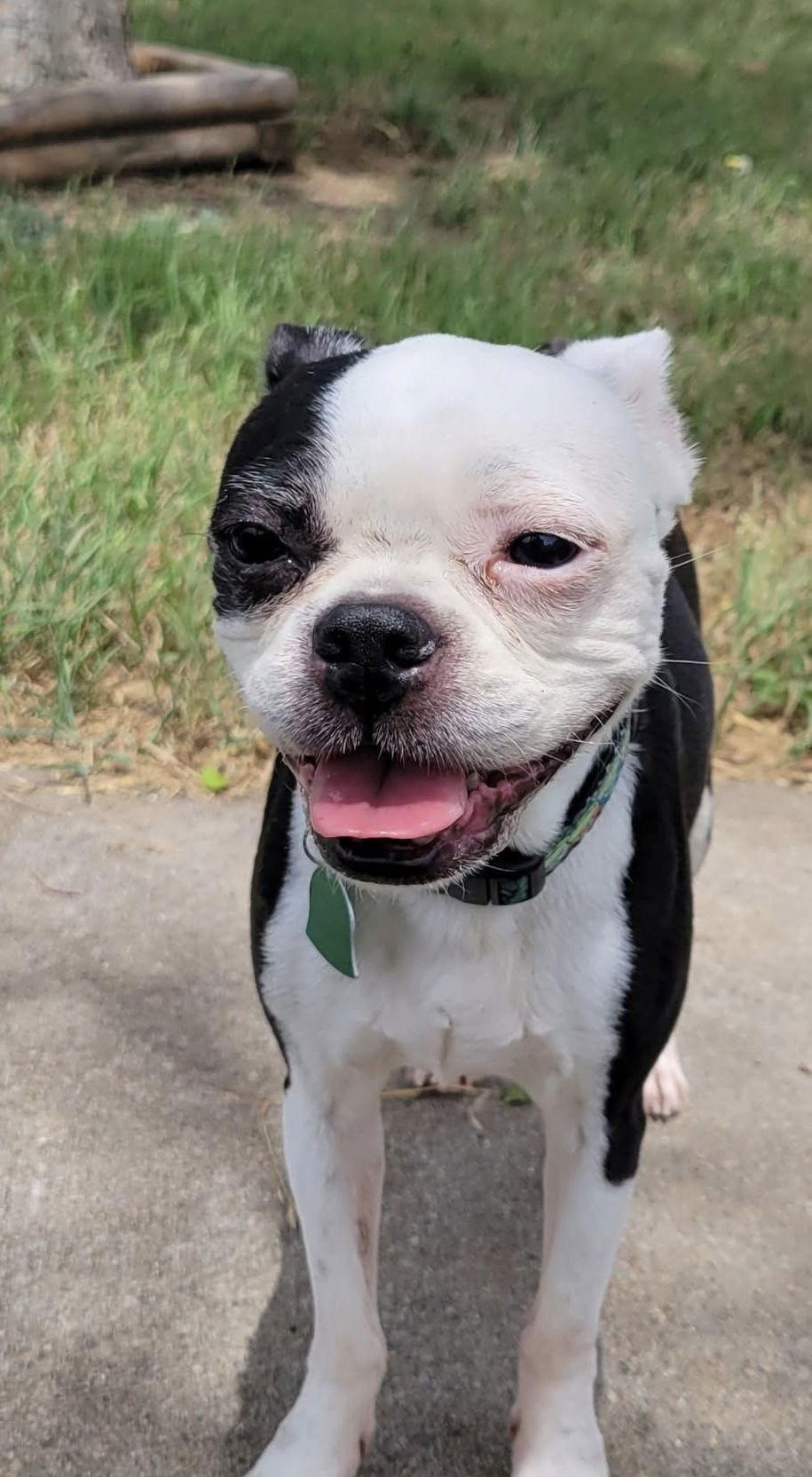 Sadie, Adopted, Young Female Boston Terrier.