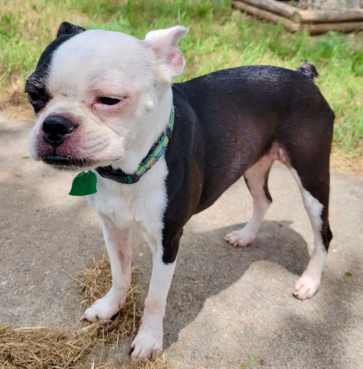 Sadie, a Adopted Boston Terrier in Gainesville, TX image 2/3