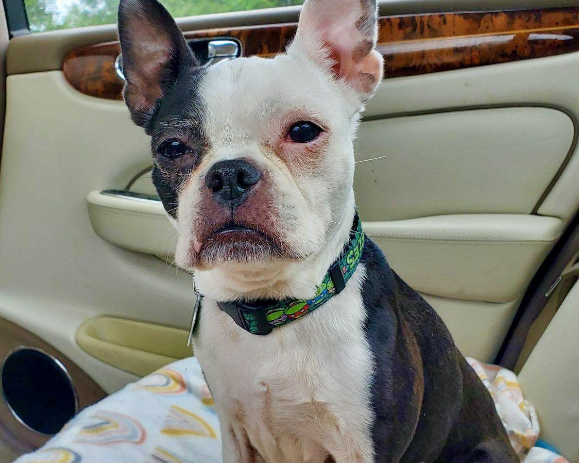 Sadie, a Adopted Boston Terrier in Gainesville, TX image 3/3