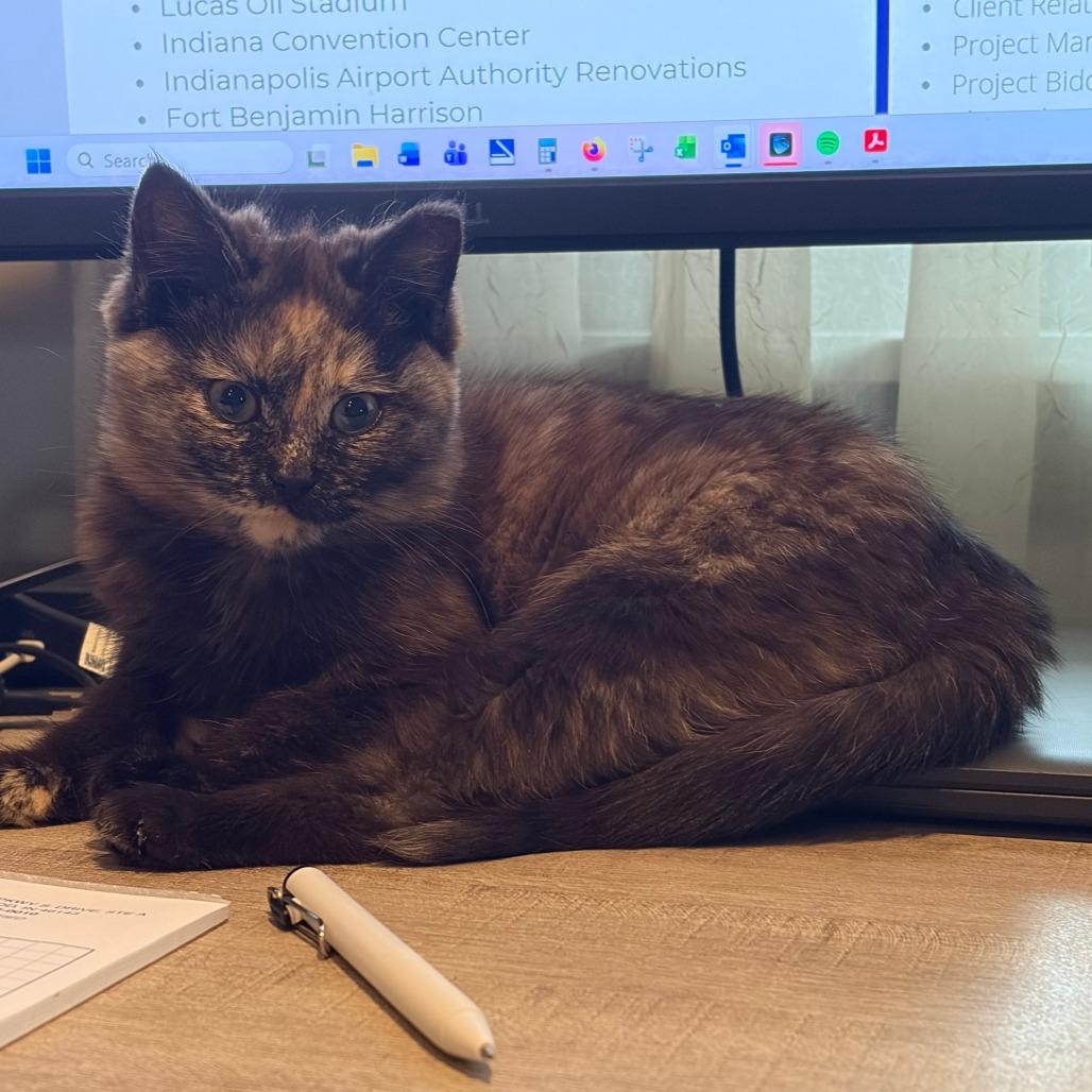 Sandy, a Adoptable Domestic Medium Hair in Shelbyville, IN image 2/3