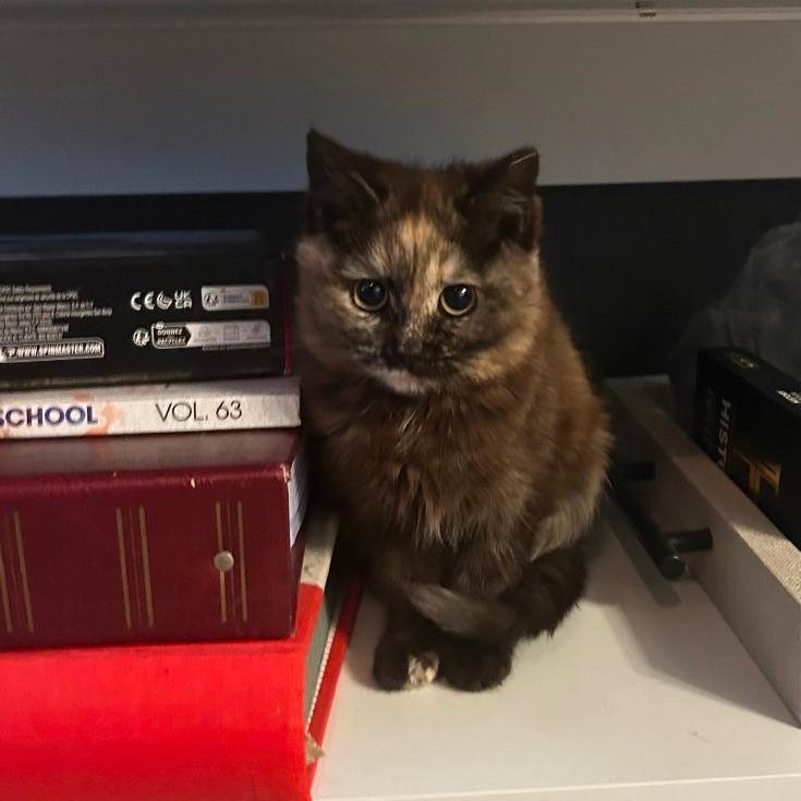 Sandy, a Adoptable Domestic Medium Hair in Shelbyville, IN image 3/3