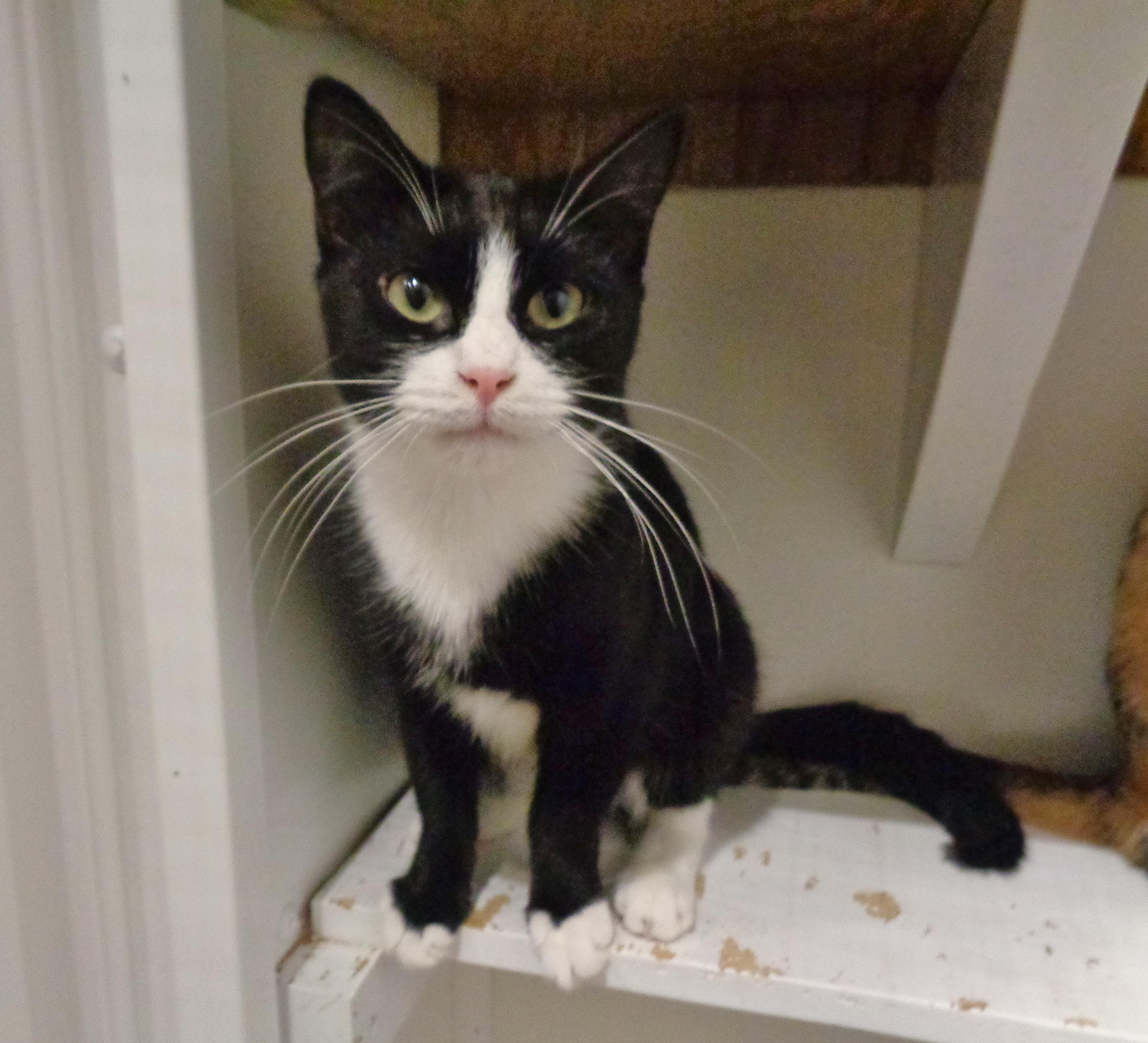 UTAH, a Adoptable Domestic Short Hair in Delhi, NY image 5/6