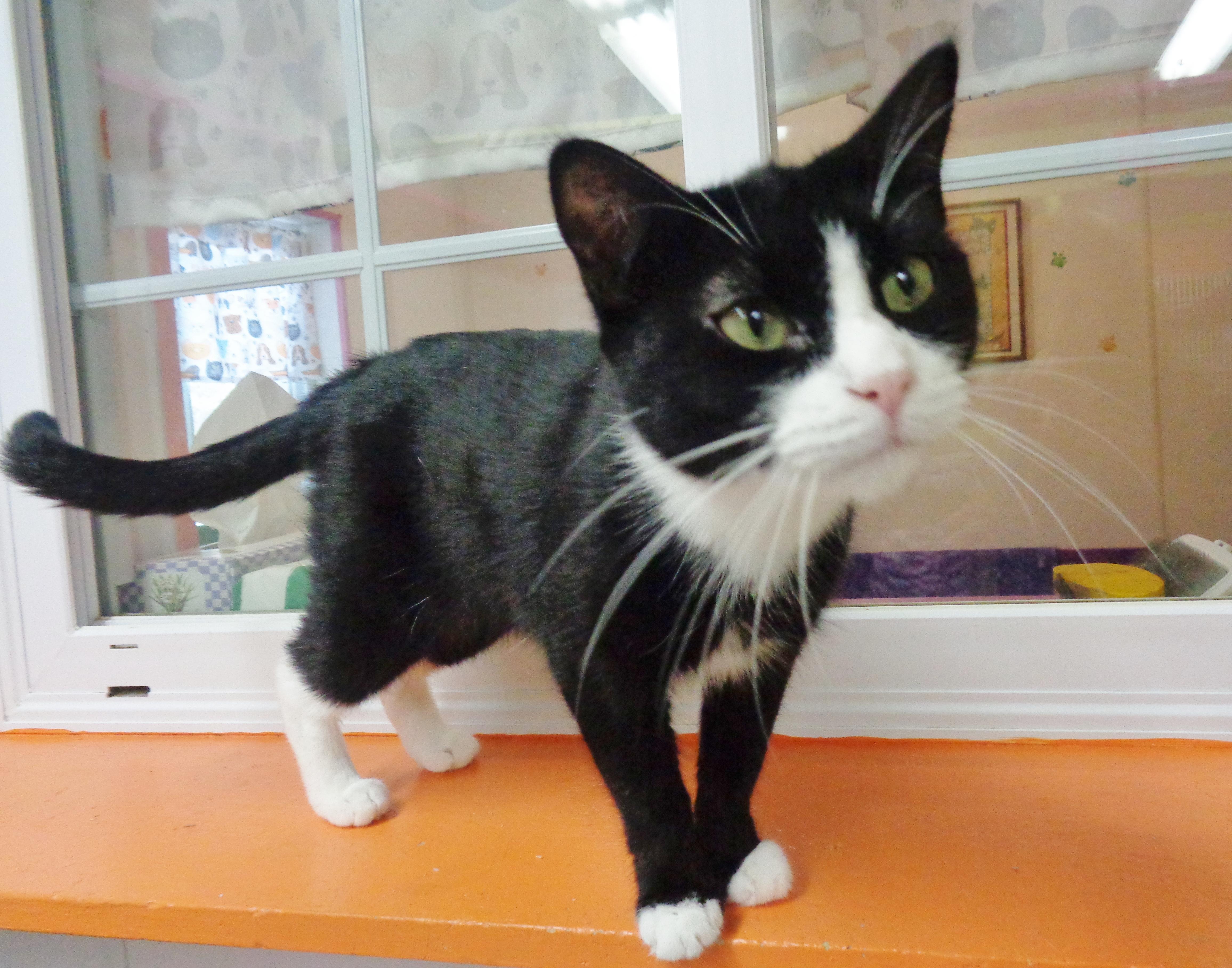 UTAH, a Adoptable Domestic Short Hair in Delhi, NY image 2/6