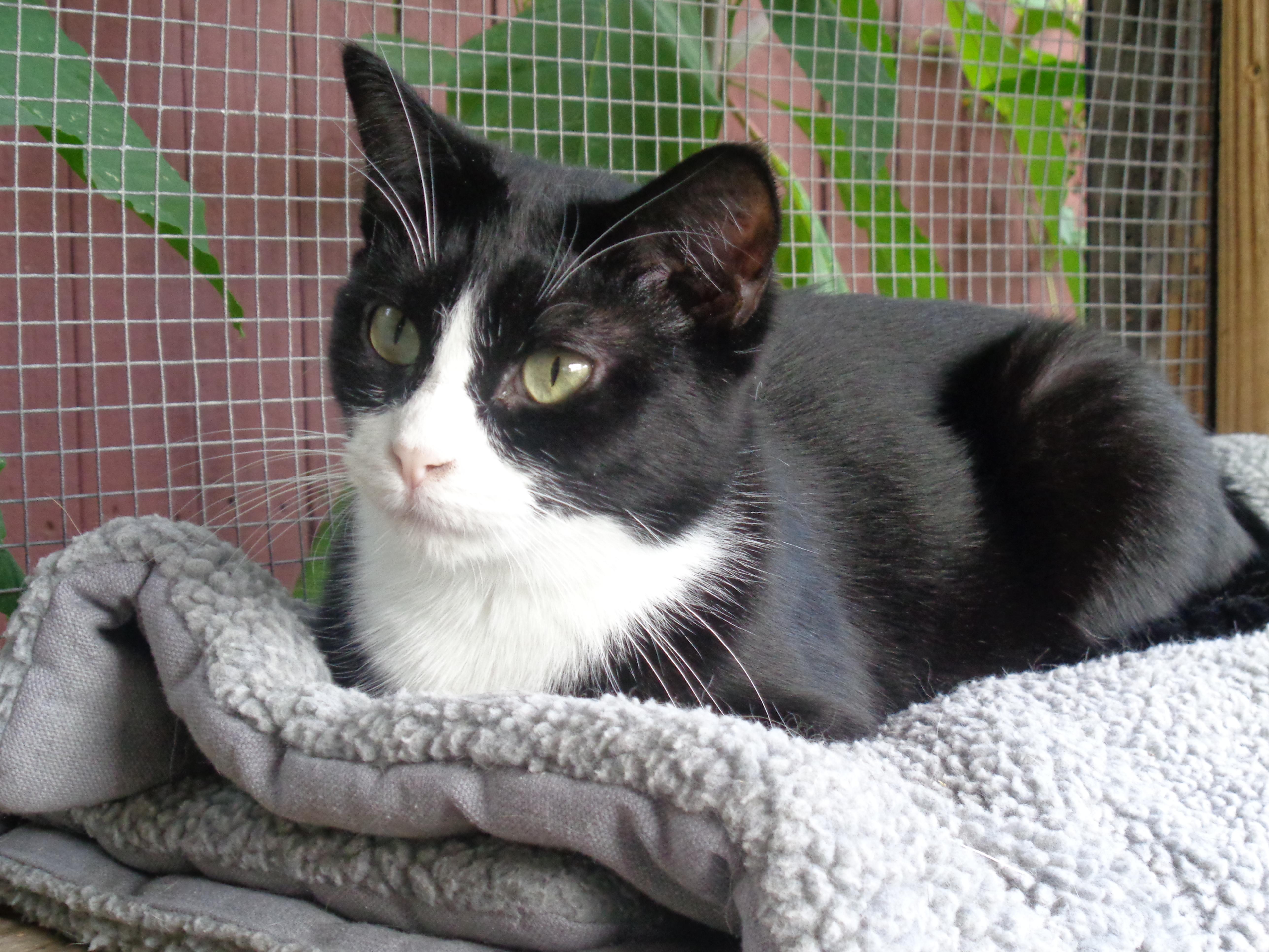 UTAH, a Adoptable Domestic Short Hair in Delhi, NY image 4/6