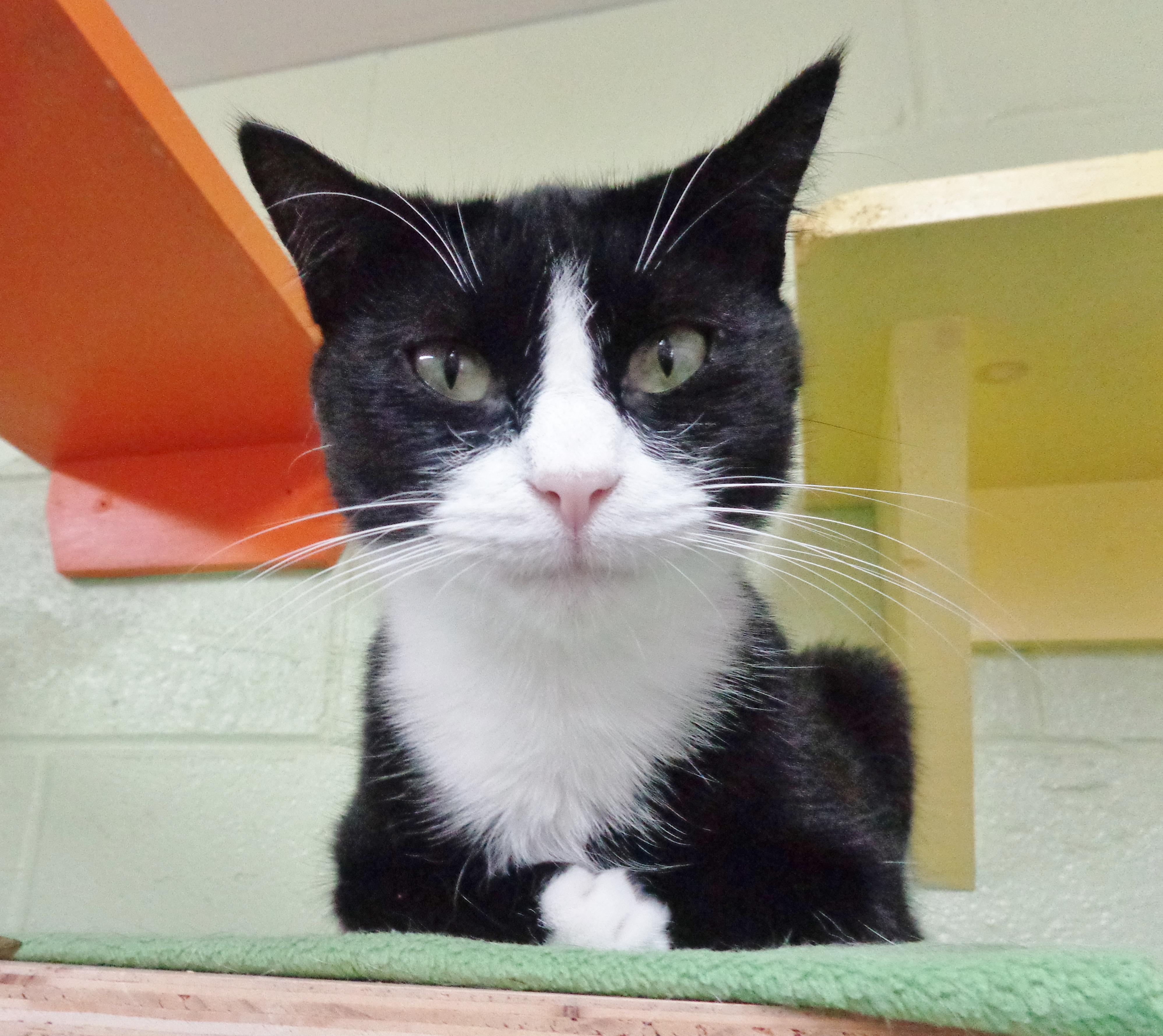 UTAH, Adoptable, Young Female Domestic Short Hair.