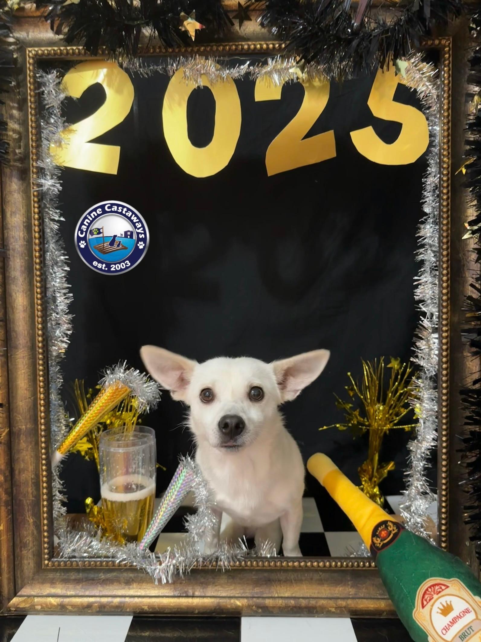 Crayola, a Adoptable mixed breed in Arcadia, FL image 3/5