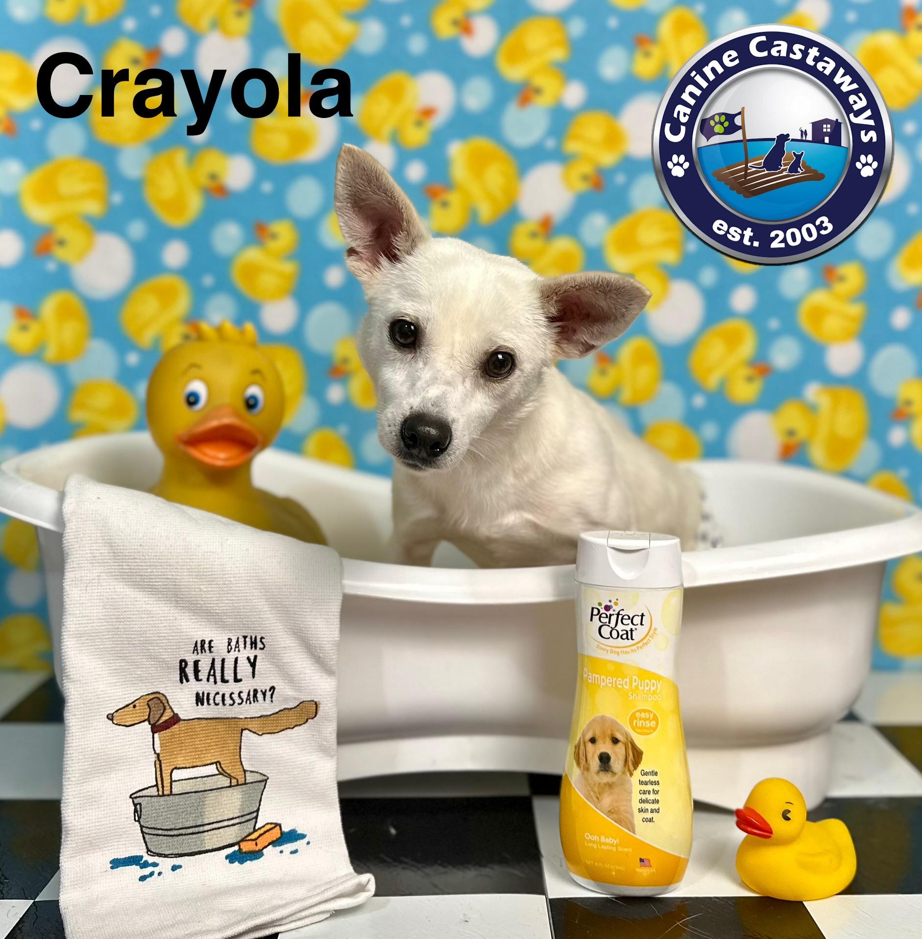 Crayola, a Adoptable mixed breed in Arcadia, FL image 1/5