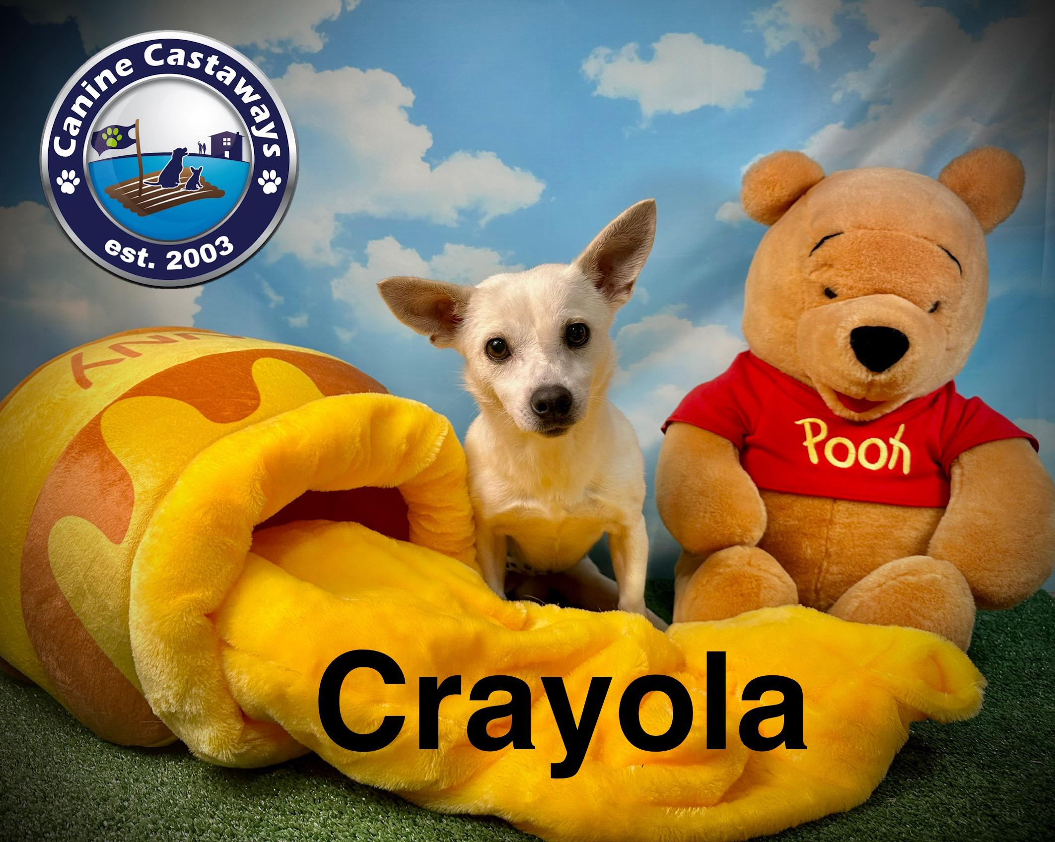 Crayola, a Adoptable mixed breed in Arcadia, FL image 4/5