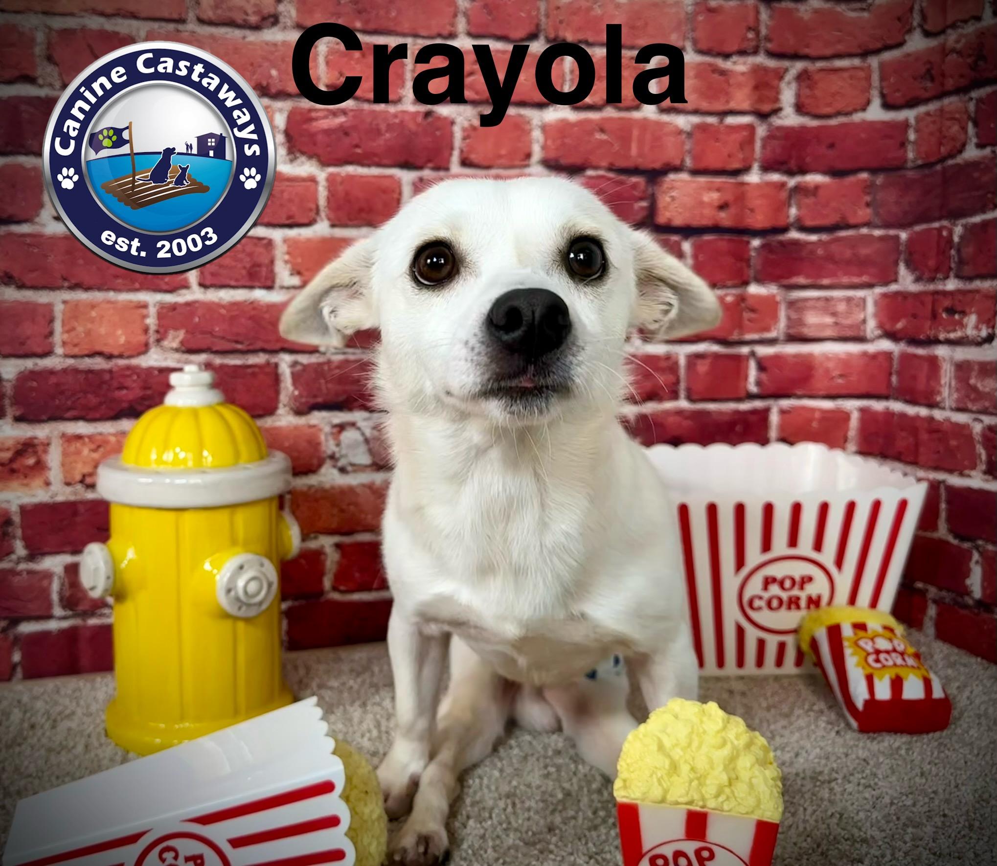 Crayola, a Adoptable mixed breed in Arcadia, FL image 5/5