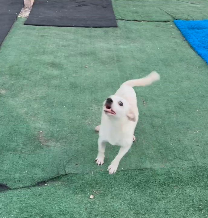 Enlarge Crayola, a Adoptable mixed breed in Arcadia, FL video 2/5