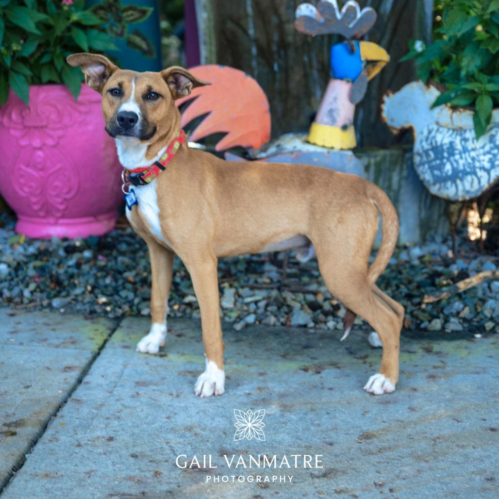Clue, Adoptable, Young Male Feist & Shepherd.