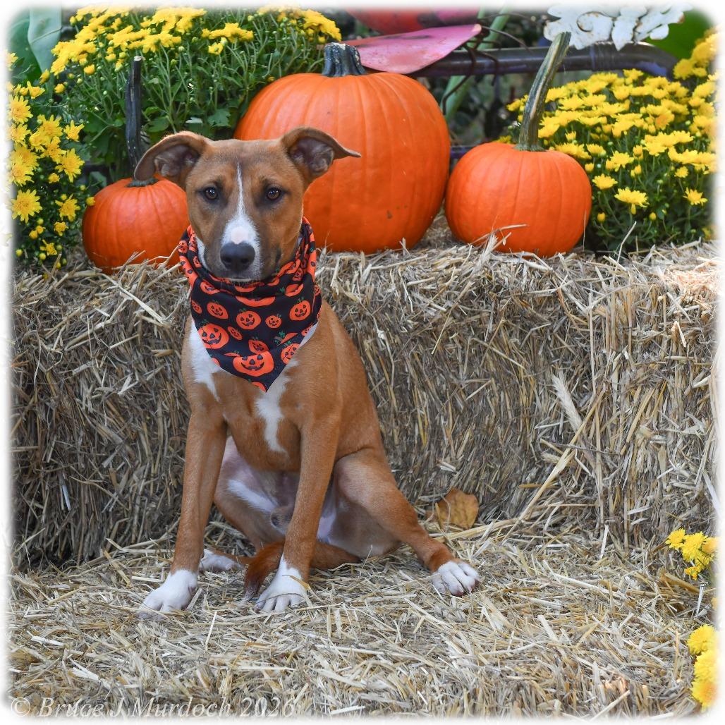 Enlarge Clue, a Adoptable mixed breed in Wake Forest, NC image 2/3