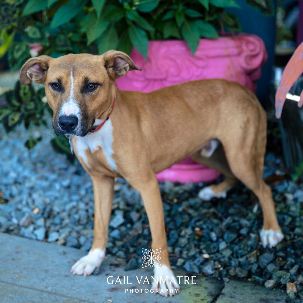 Enlarge Clue, a Adoptable mixed breed in Wake Forest, NC image 3/3