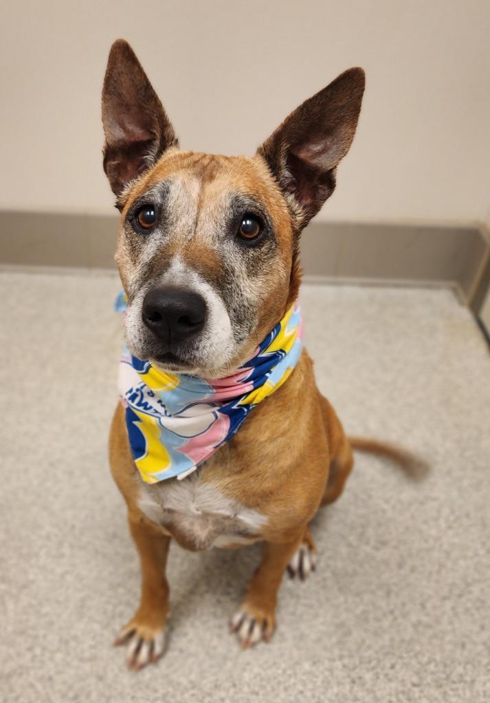 Jenny, Adoptable, Senior Female Bull Terrier.