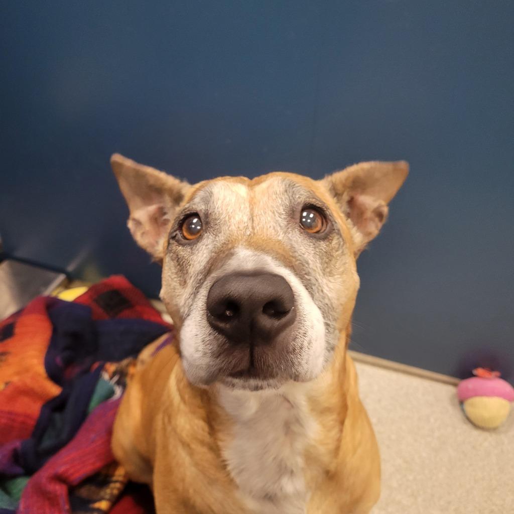 Jenny, a Adoptable Bull Terrier in Superior, WI image 2/4