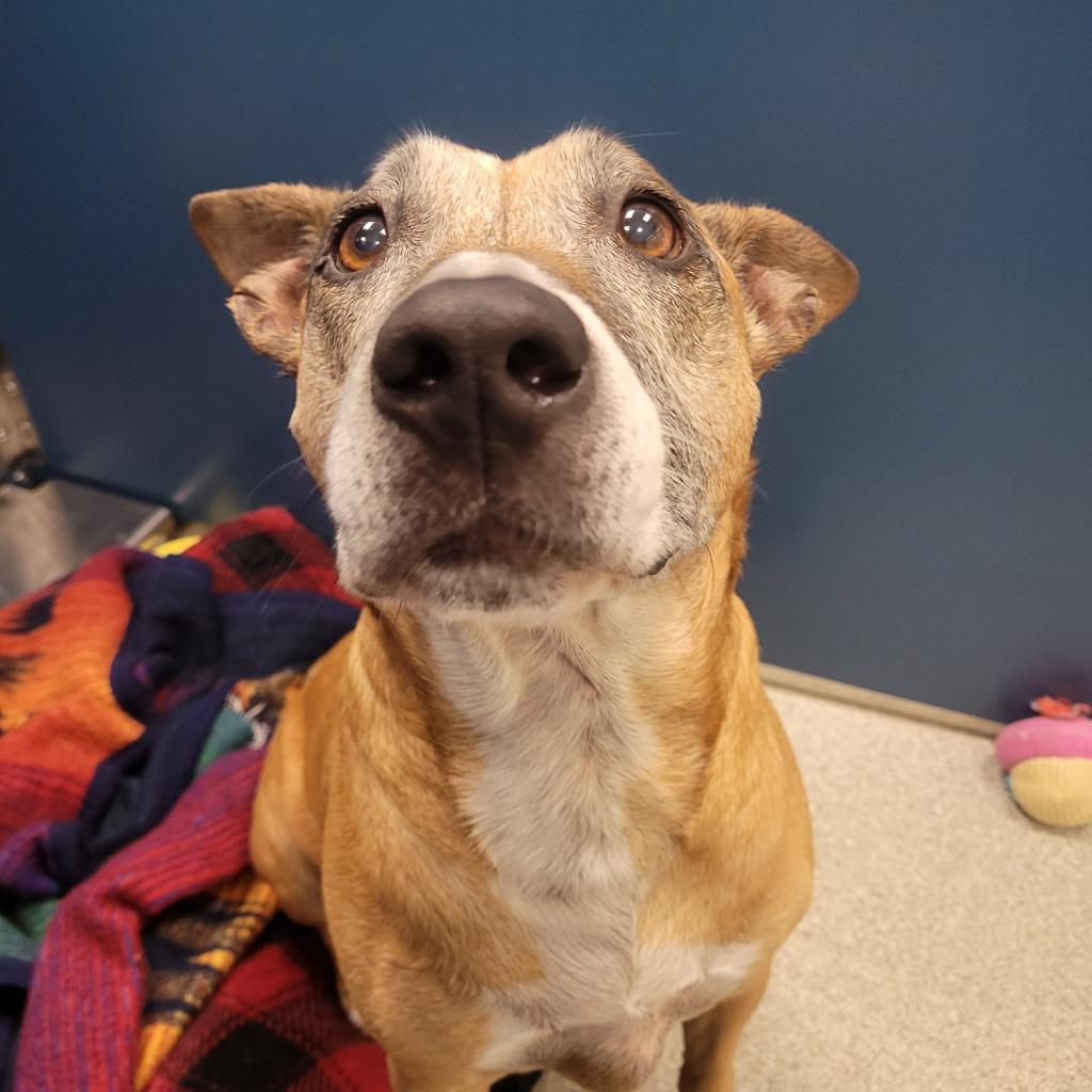 Jenny, a Adoptable Bull Terrier in Superior, WI image 3/4