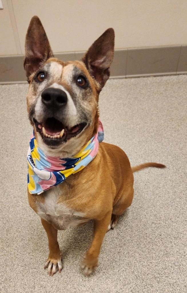 Jenny, a Adoptable Bull Terrier in Superior, WI image 4/4