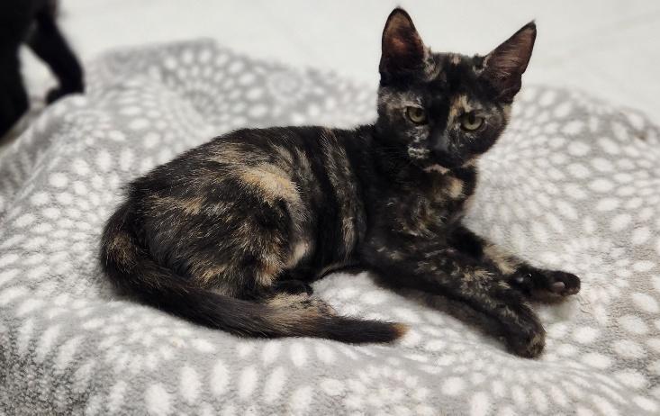 Kitten 28220 (Jillian), Adoptable, Kitten Female Tortoiseshell.
