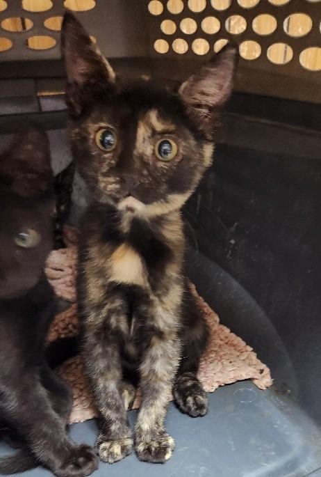 Enlarge Kitten 28220 (Jillian), a Adoptable Tortoiseshell in Parlier, CA image 2/6