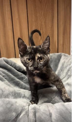 Enlarge Kitten 28220 (Jillian), a Adoptable Tortoiseshell in Parlier, CA image 3/6