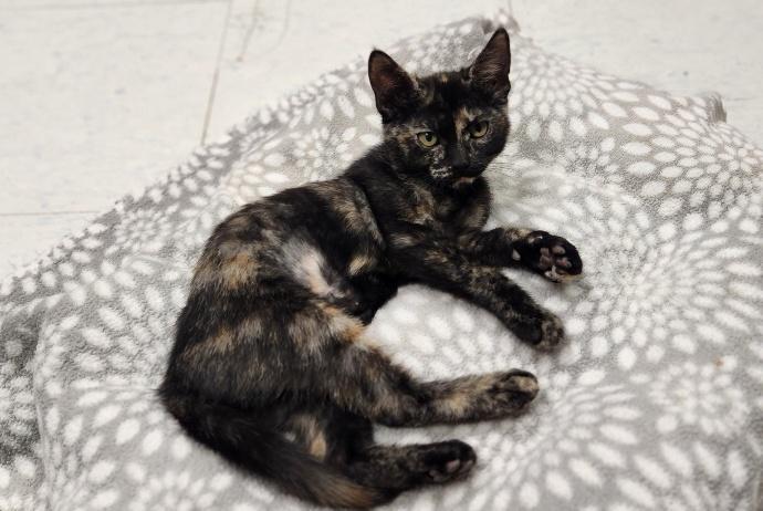 Enlarge Kitten 28220 (Jillian), a Adoptable Tortoiseshell in Parlier, CA image 4/6