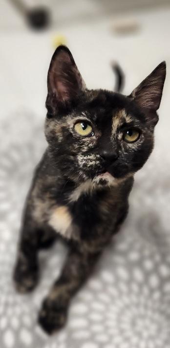 Enlarge Kitten 28220 (Jillian), a Adoptable Tortoiseshell in Parlier, CA image 5/6