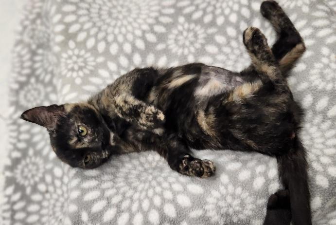 Enlarge Kitten 28220 (Jillian), a Adoptable Tortoiseshell in Parlier, CA image 6/6