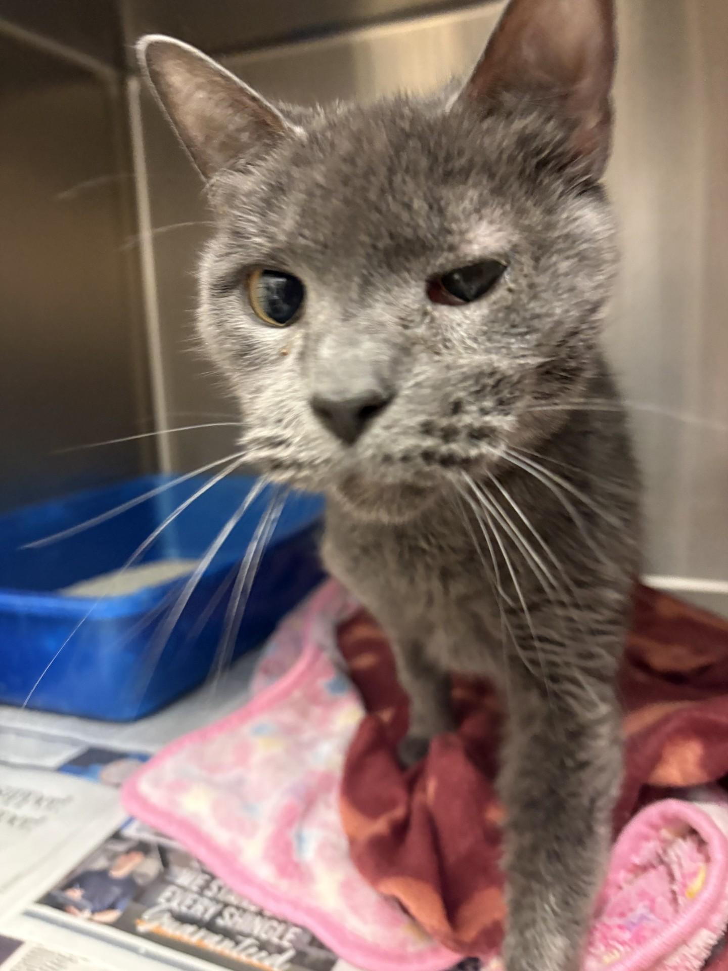 Bella , ADOPTABLE, Young Female American Shorthair.