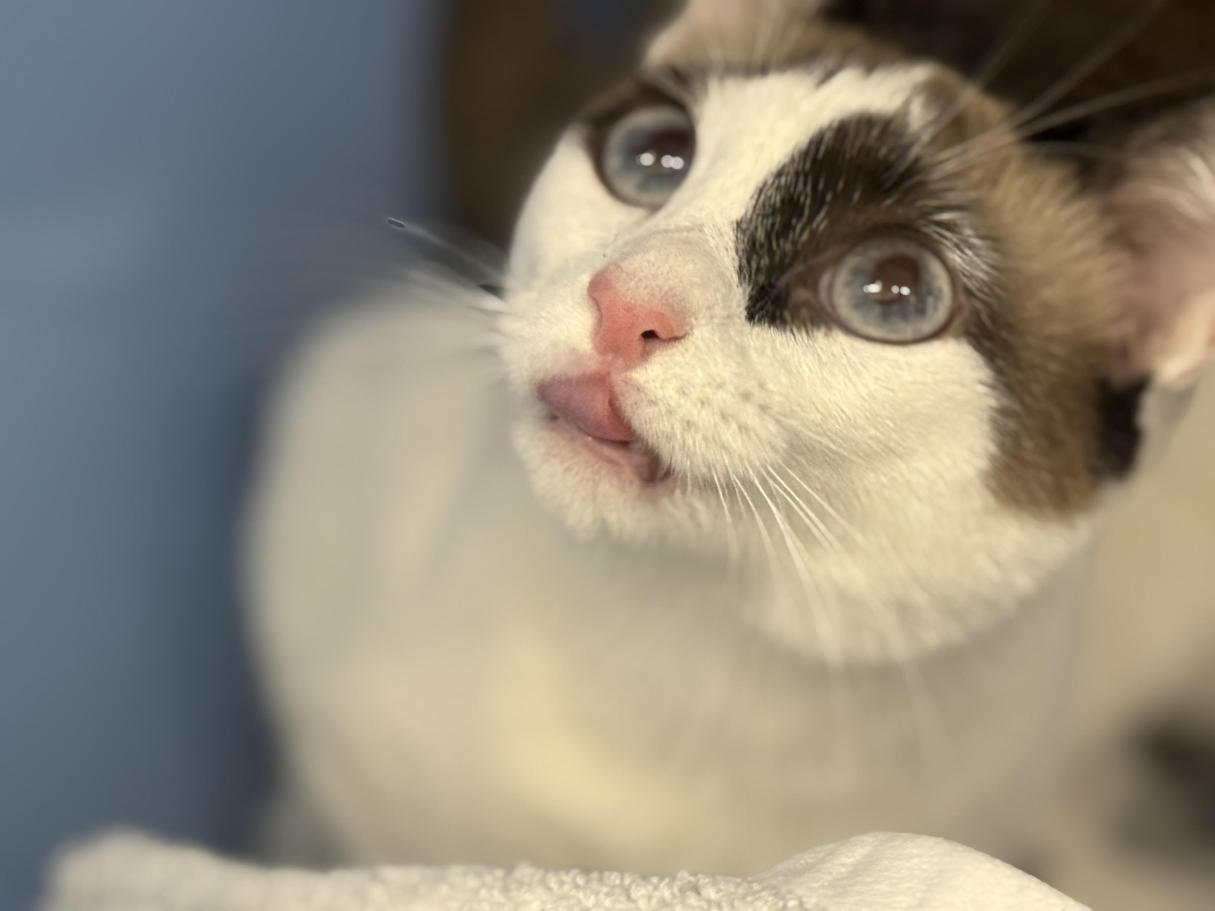 Enlarge Penne, an adopted Siamese in Lauderhill, FL image 2/5