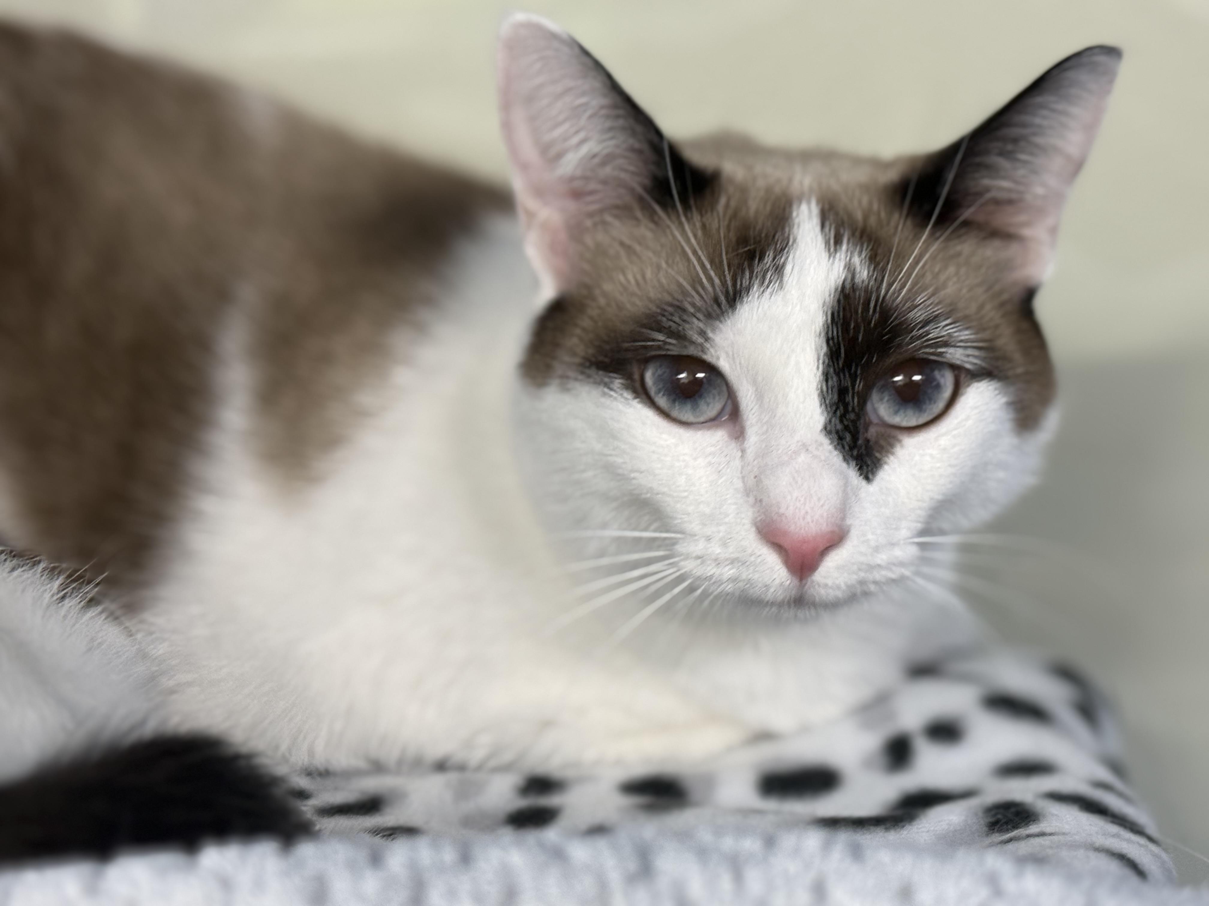 Enlarge Penne, an adopted Siamese in Lauderhill, FL image 1/5