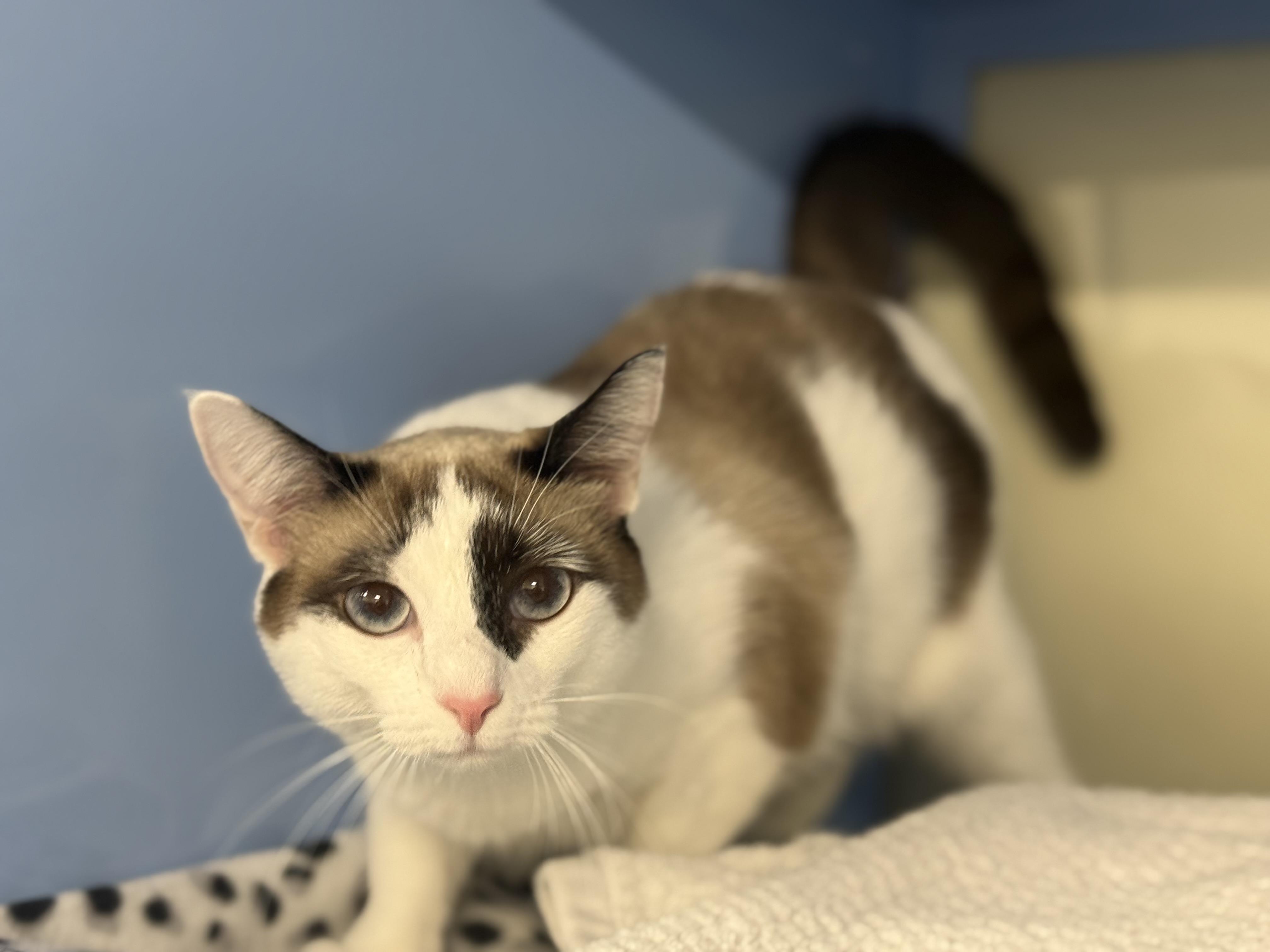 Enlarge Penne, an adopted Siamese in Lauderhill, FL image 5/5